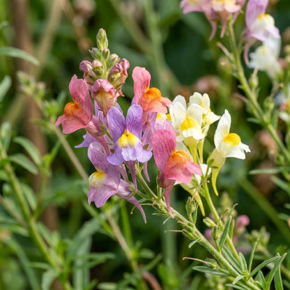 Linaria Spanish Dancer Seeds – Graceful Spikes