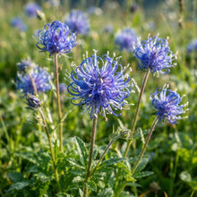 Phyteuma scheuchzeri Flower Seeds for Planting