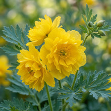 Chelidonium Majus Laciniatum Flower Seeds