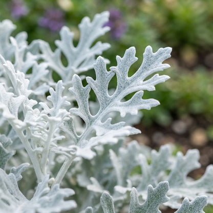 NM Cineraria Maritima Silver Dust Seeds for Garden Planting