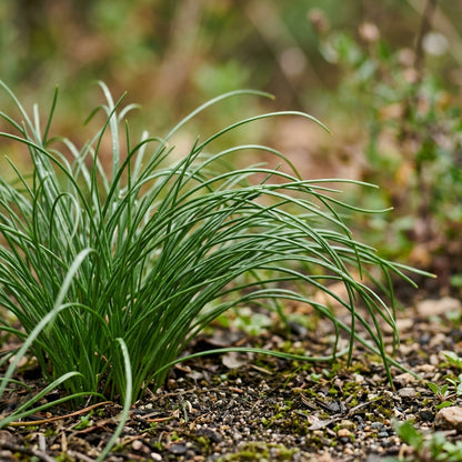 Acis nicaeensis Flower Seeds for Planting