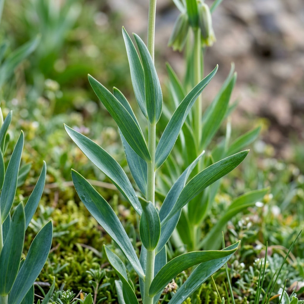 Fritillaria crassifolia subsp. kurdica Flower Seeds for Planting