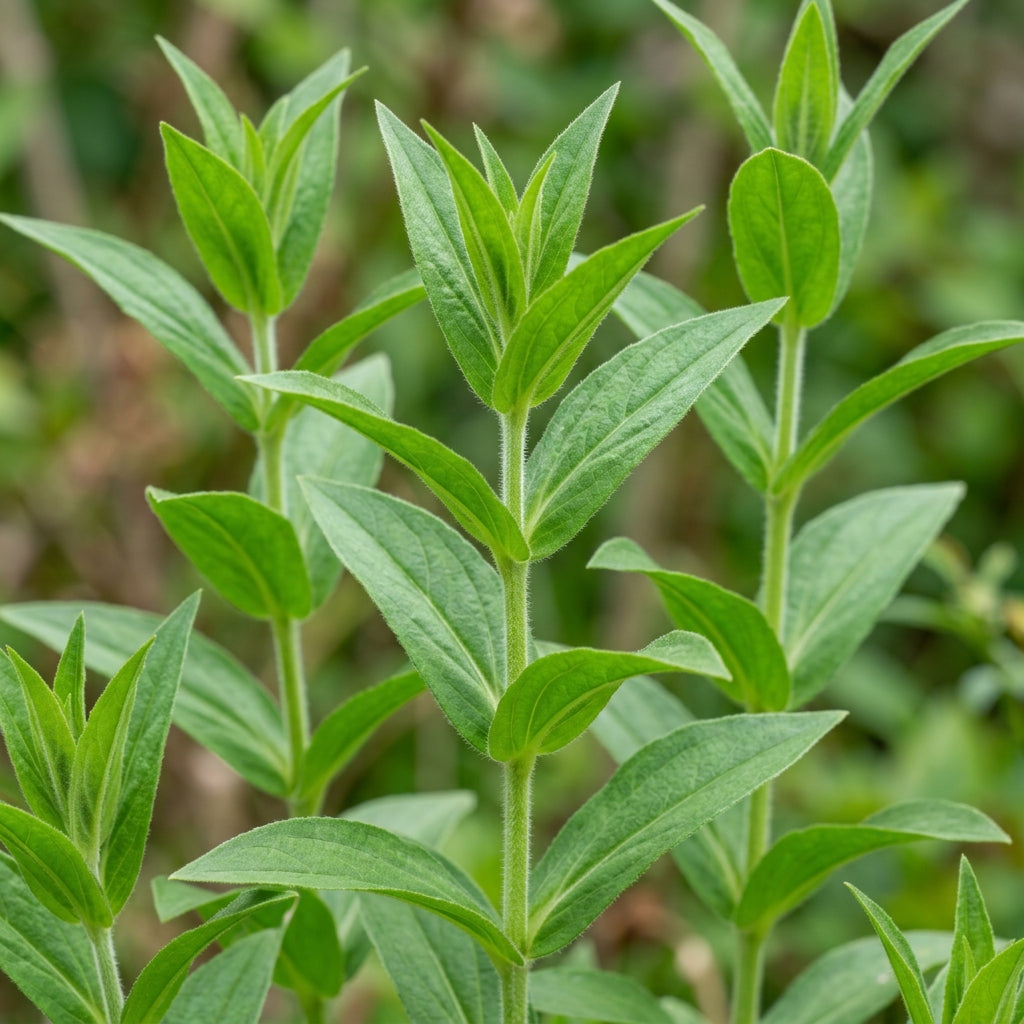 Lychnis wilfordii Flower Seeds for Planting