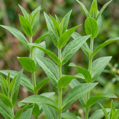 Lychnis wilfordii Flower Seeds for Planting