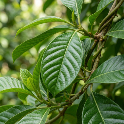 Beaumontia Grandiflora Flower Seeds For Planting