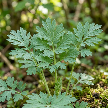 Chelidonium Majus Laciniatum Flower Seeds