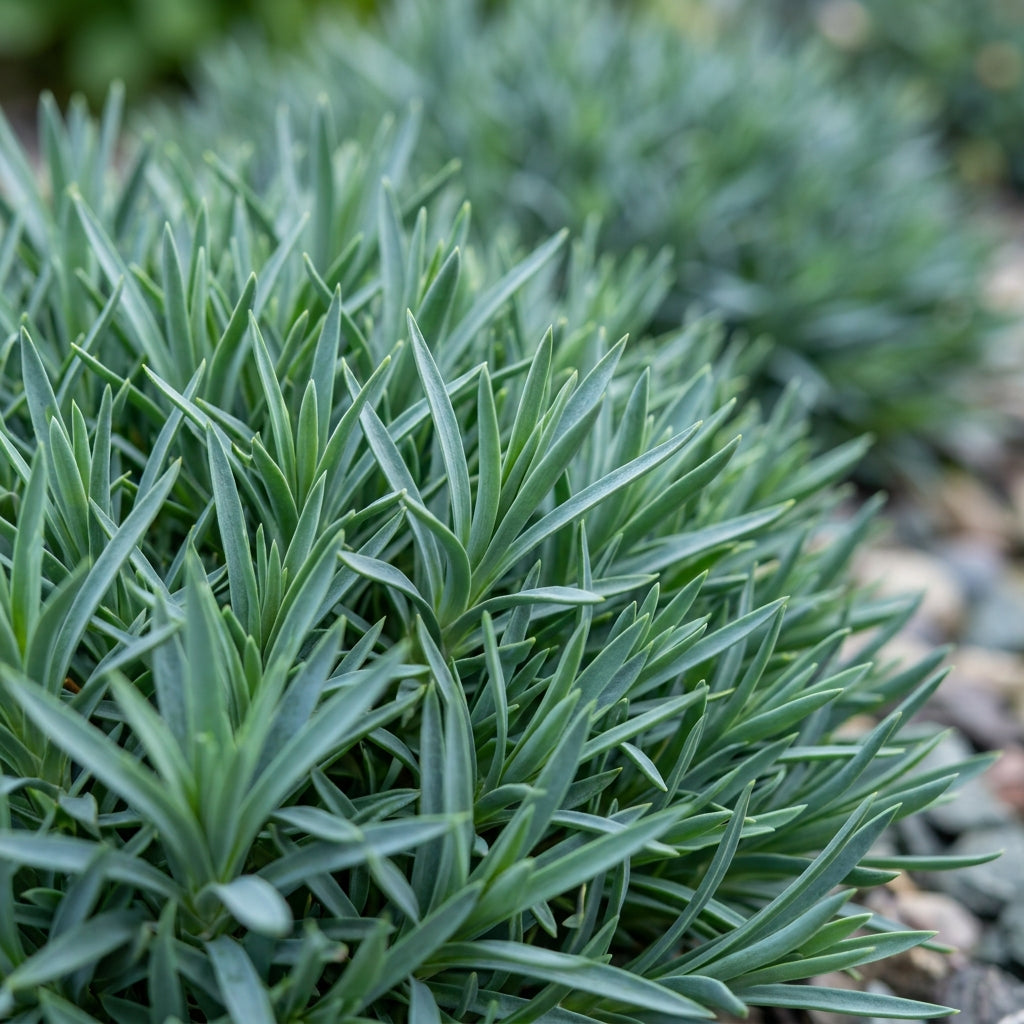 Rosie O'Day Flower Seeds For Planting