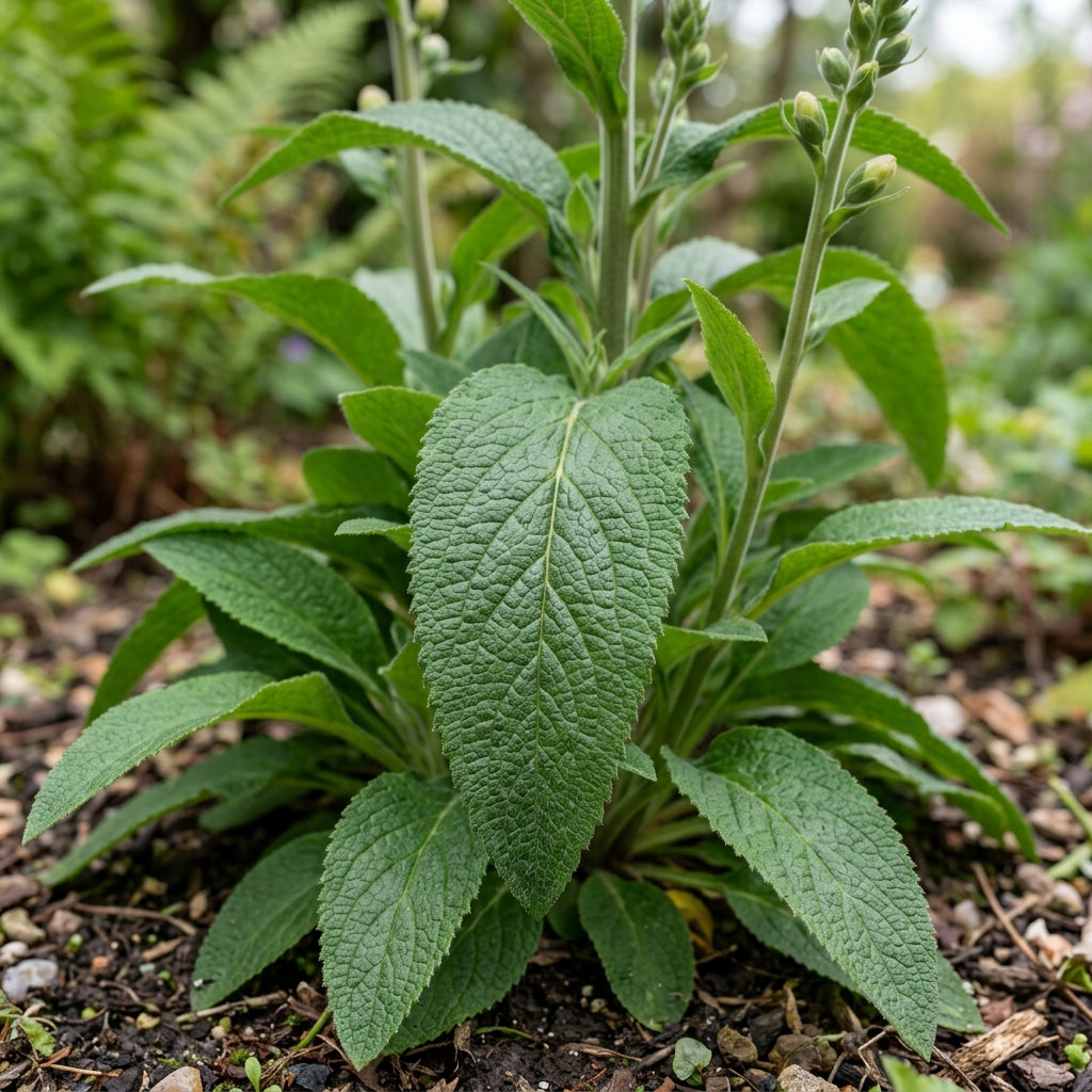 Digitalis Purpurea Elsey Kelsey Flower Seeds