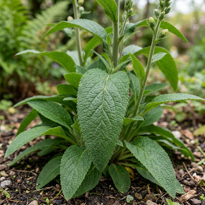 Digitalis Purpurea Elsey Kelsey Flower Seeds