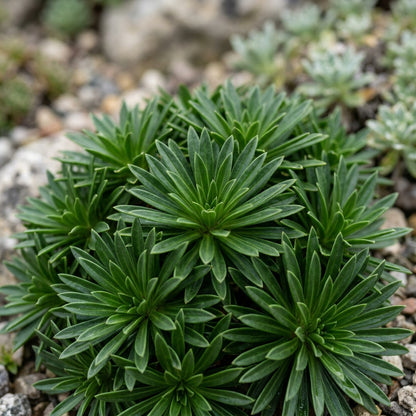 Edraianthus Serbicus Flower Seeds For Planting