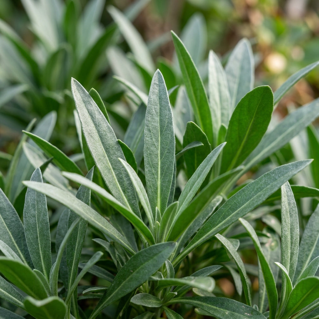 Erysimum Amazing Hybrids Flower Seeds for Planting