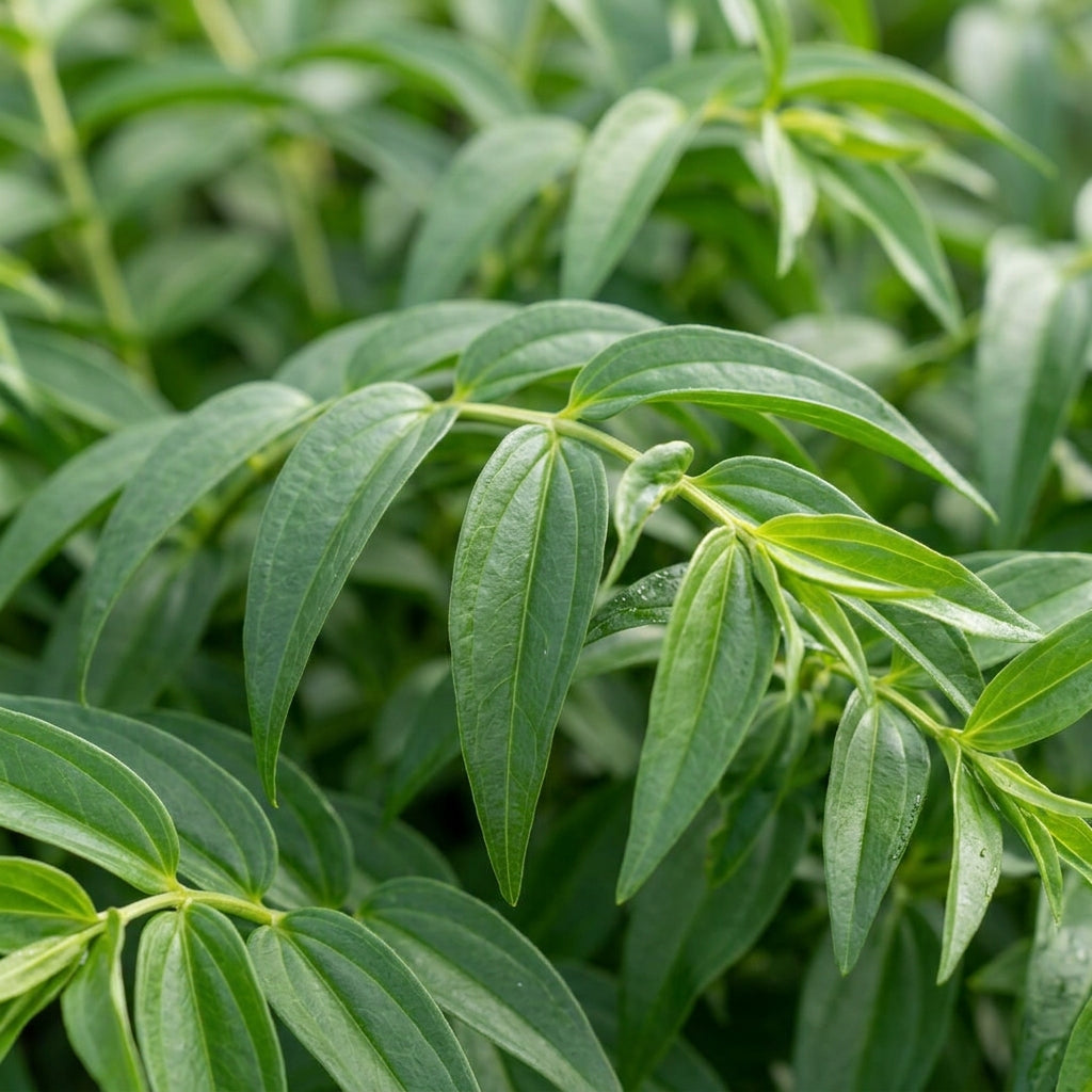 Gentiana Asclepiadea Alba Flower Seeds