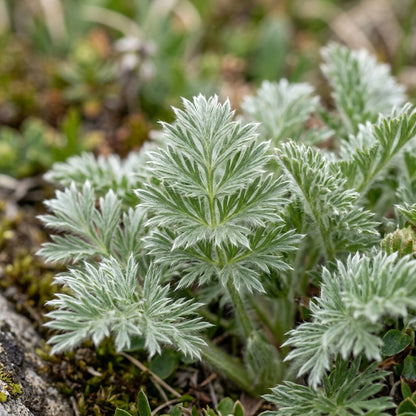 Pulsatilla Grandis Moravica Flower Seeds