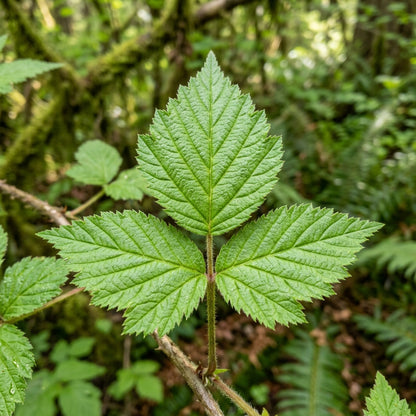 Rubus Spectabilis Flore Plena Flower Seeds for Garden Planting