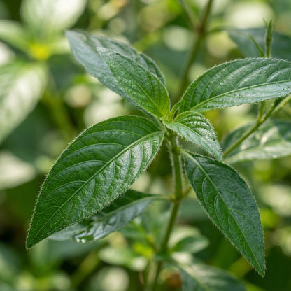 Ruellia Ciliata Flower Seeds for Garden Planting