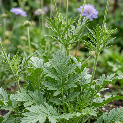Scabiosa Caucasia Fama Deep Blue Flower Seeds