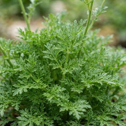 Scabiosa Columbaria Ochroleuca Seeds for Garden Planting
