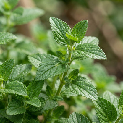Scutellaria Tournefortii Seeds for Garden Planting