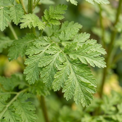 Tanacetum Parthenium Malmesbury Seeds