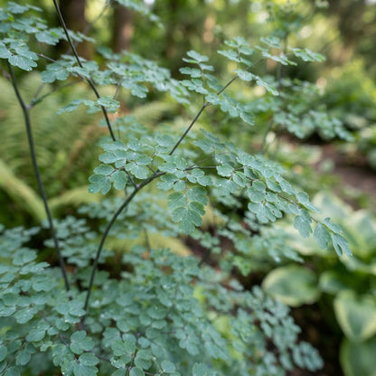 Thalictrum Delavayi Seeds - Meadow Rue Flower Seeds for Garden