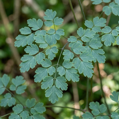 Thalictrum Uchiyamae Seeds