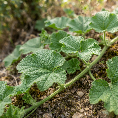 Ecballium elaterium Seeds for Planting