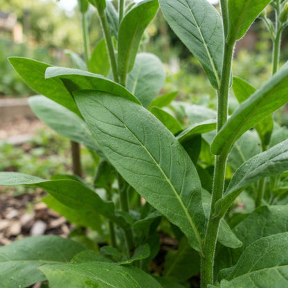 Nicotiana Affinis Flower Seeds for Planting