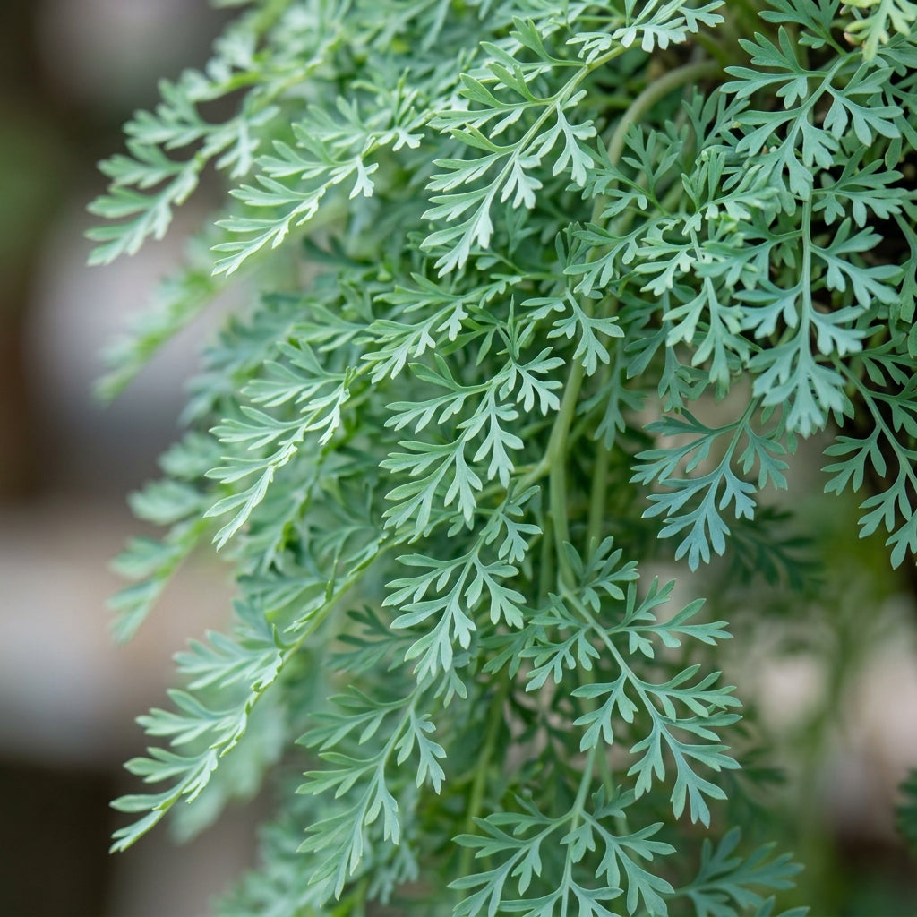 Rupicapnos africana Flower Seeds for Planting