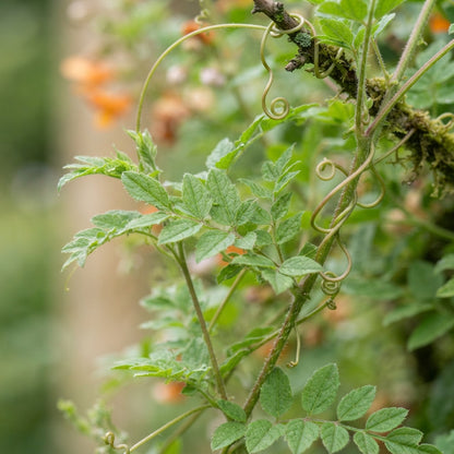 Eccremocarpus scaber Burst of Orange Flower Seeds for Planting