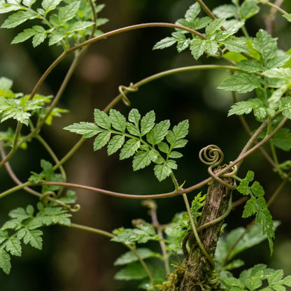 Eccremocarpus scaber Tresco Cream Seeds for Planting