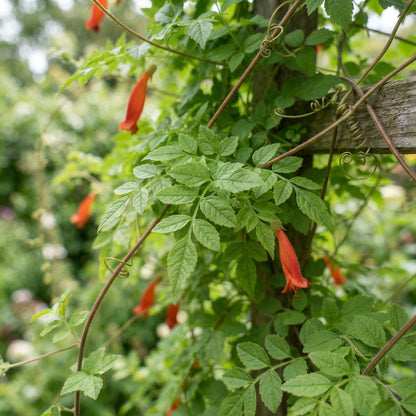 Eccremocarpus scaber Blood Red Flower Seeds for Planting