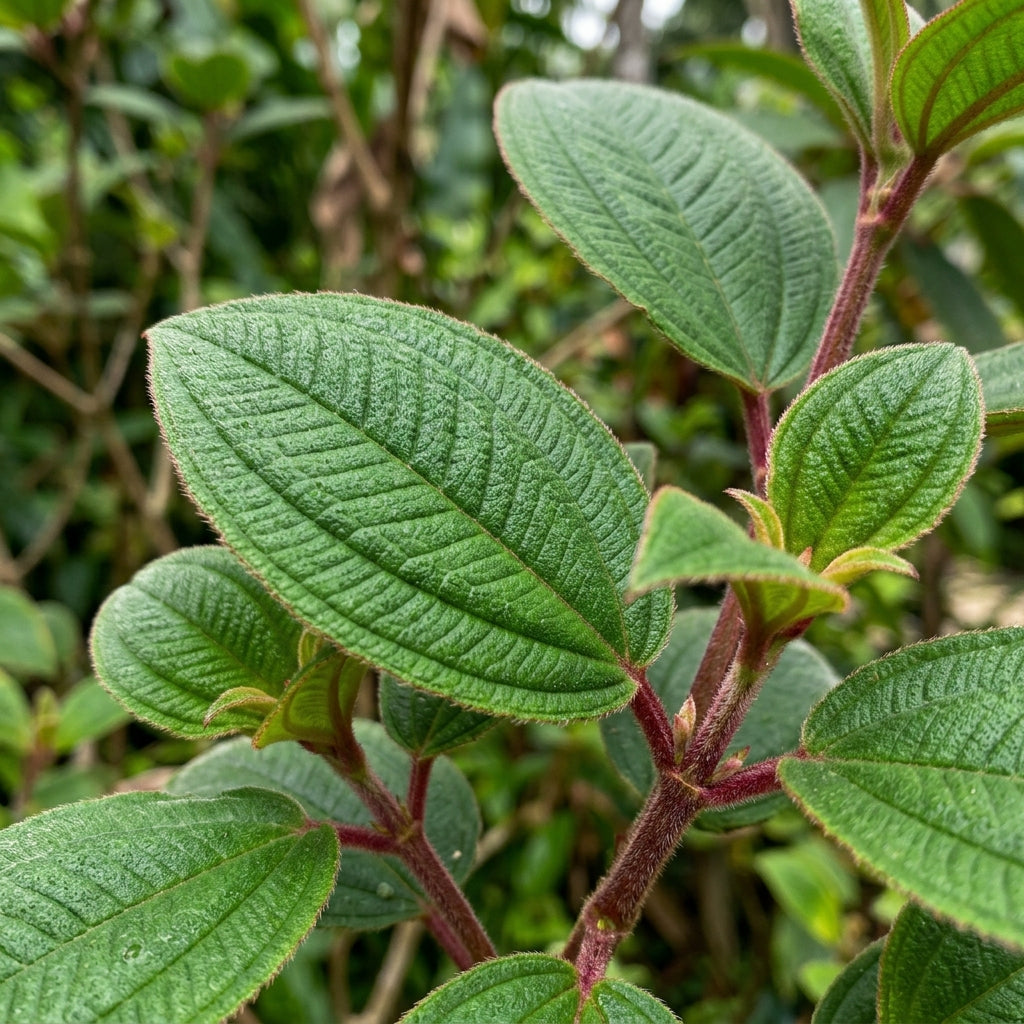Tibouchina grossa Seeds for Planting