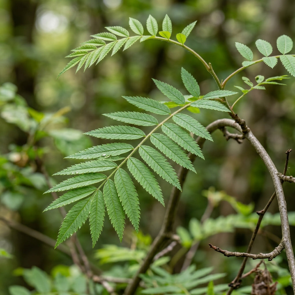 Sorbus cashmiriana (Rowan) Seeds for Planting