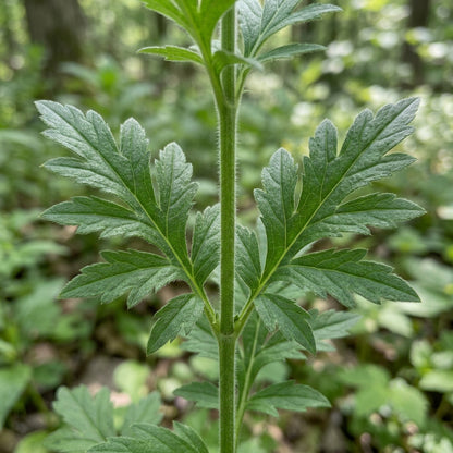 Triosteum Pinnatifidum Seeds