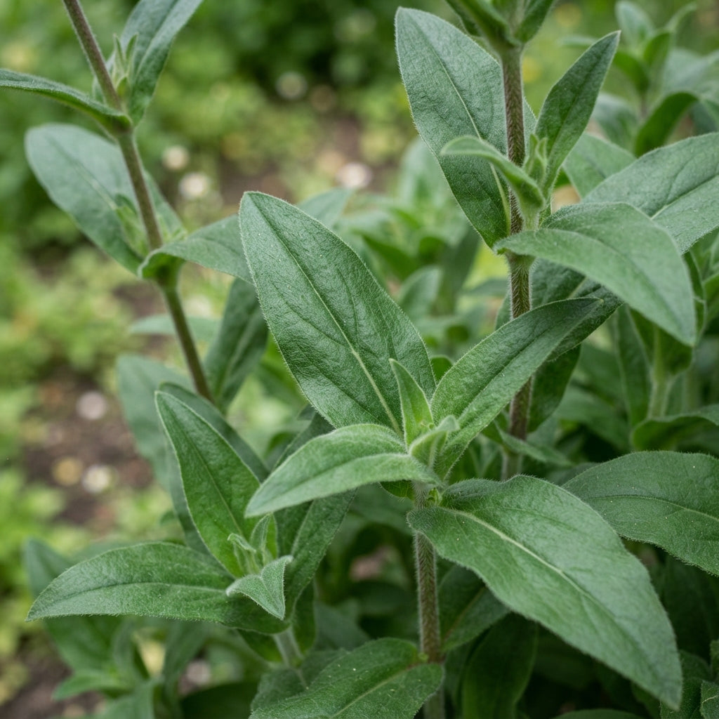 Lychnis × haageana Molten Lava Flower Seeds for Planting