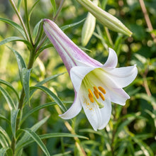 Lilium Formosanum Var Trumpet Lily Flower Seeds For Planting