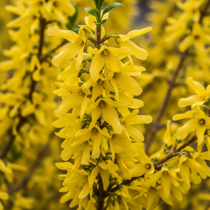 Forsythia Seeds for Decorative Outdoor Garden Borders