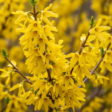 Forsythia Seeds for Decorative Outdoor Garden Borders