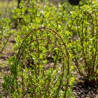 Forsythia Seeds for Decorative Outdoor Garden Borders