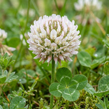 Four Leaf Clover Plant Seeds for Containers & Gardens - Decorative Green Ground Cover Plants for Indoor & Outdoor Growing
