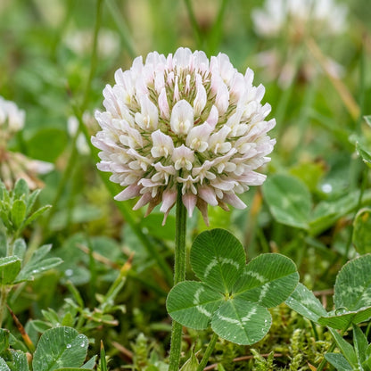 Four Leaf Clover Plant Seeds for Containers & Gardens - Decorative Green Ground Cover Plants for Indoor & Outdoor Growing