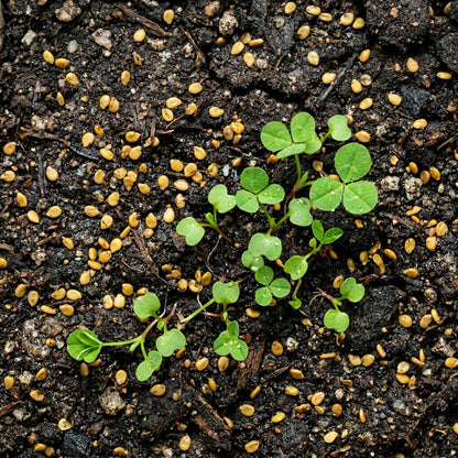 Four Leaf Clover Plant Seeds for Containers & Gardens - Decorative Green Ground Cover Plants for Indoor & Outdoor Growing