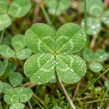 Four Leaf Clover Plant Seeds for Containers & Gardens - Decorative Green Ground Cover Plants for Indoor & Outdoor Growing