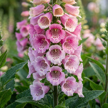 Digitalis Purpurea Elsey Kelsey Flower Seeds