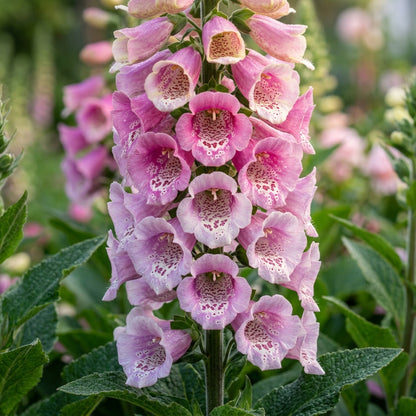 Digitalis Purpurea Elsey Kelsey Flower Seeds