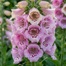 Digitalis Purpurea Elsey Kelsey Flower Seeds