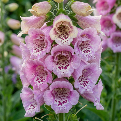 Digitalis Purpurea Elsey Kelsey Flower Seeds