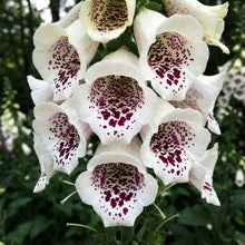 Foxglove Pam's Choice Flower Seeds