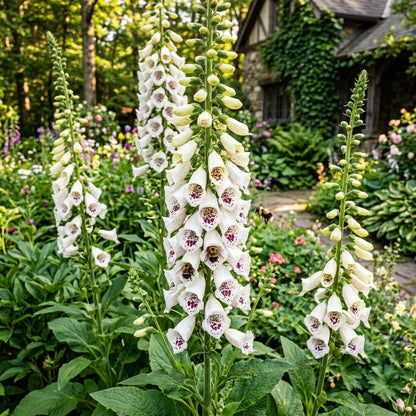 Foxglove Pam's Choice Flower Seeds