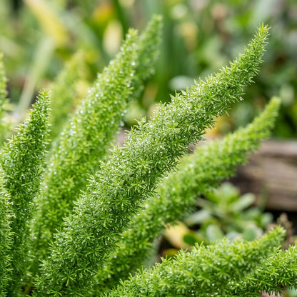 Foxtail Fern Live Ornamental Plant for Indoor & Outdoor Decor